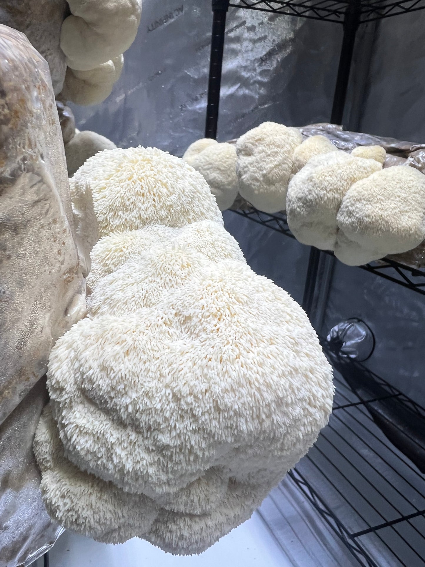 Lion’s Mane Whole Mushroom Powder