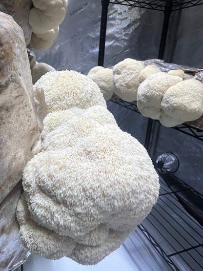 Lion’s Mane Whole Mushroom Powder