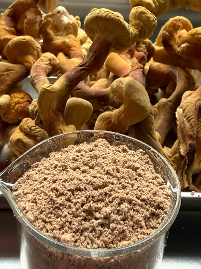 Reishi Whole Mushroom Powder